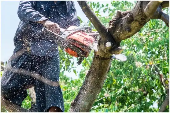 tree services Carrolltown